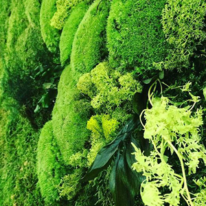 La estabilización o preservación vegetal
